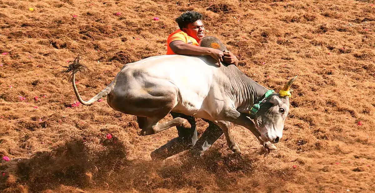 Tamil Nadu: मदुरै में बैल मालिकों ने जल्लीकट्टू की उपयुक्तता पर स्पष्टता की मांग की Tamil Nadu: मदुरै में बैल मालिकों ने जल्लीकट्टू की उपयुक्तता पर स्पष्टता की मांग की
