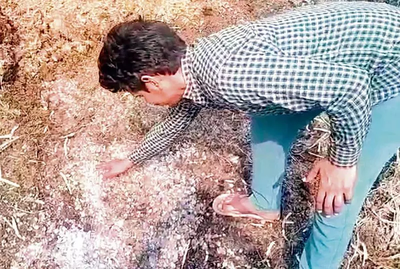 Haryana : जींद में ओलावृष्टि और भारी बारिश से फसल बर्बाद होने से किसान चिंतित Haryana : जींद में ओलावृष्टि और भारी बारिश से फसल बर्बाद होने से किसान चिंतित