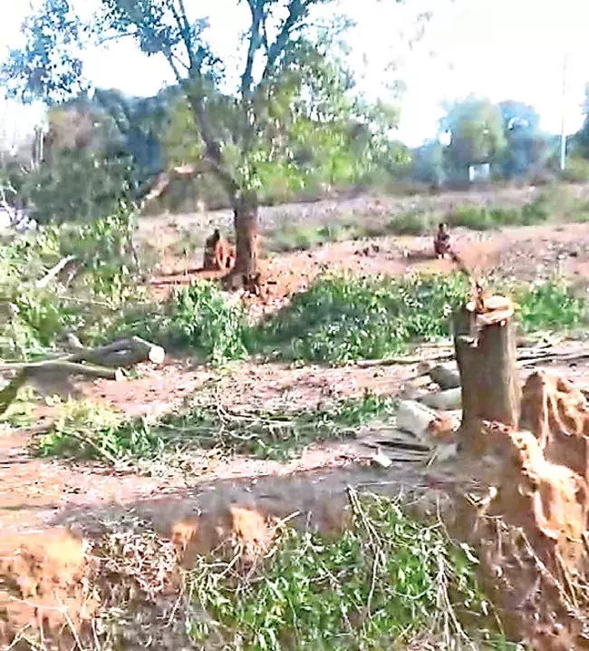 Odisha: जंगल की माँ के लिए आँसू Odisha: जंगल की माँ के लिए आँसू