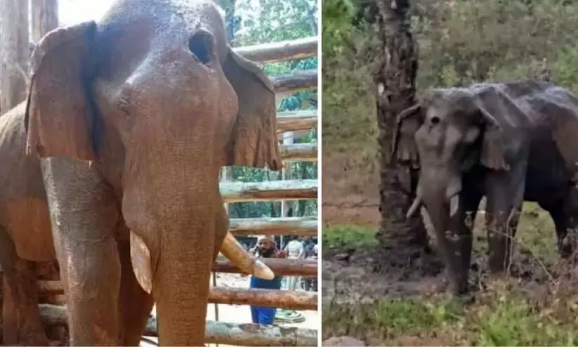 सिर पर चोट लगने से गैंडे के मस्तिष्क में संक्रमण; प्रारंभिक पोस्टमार्टम रिपोर्ट जारी सिर पर चोट लगने से गैंडे के मस्तिष्क में संक्रमण; प्रारंभिक पोस्टमार्टम रिपोर्ट जारी