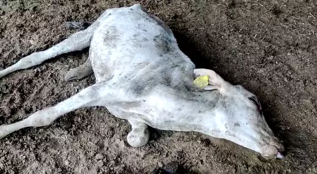 Damoh के गौशाला में दो गाय की मौत, कई बीमार Damoh के गौशाला में दो गाय की मौत, कई बीमार