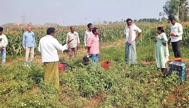 Andhra: सरकार टमाटर किसानों का समर्थन करती Andhra: सरकार टमाटर किसानों का समर्थन करती