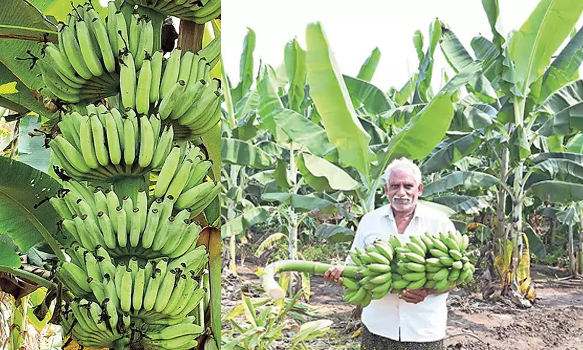 Andhra: किसान शिवराम रेड्डी केले की खेती में महारत हासिल कर रहे Andhra: किसान शिवराम रेड्डी केले की खेती में महारत हासिल कर रहे