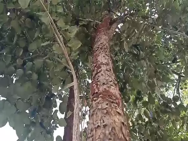 Odisha के लाल चंदन के जंगल में 33 वर्षों में हजारों पेड़ हुए नष्ट, संरक्षण प्रयासों की आवश्यकता Odisha के लाल चंदन के जंगल में 33 वर्षों में हजारों पेड़ हुए नष्ट, संरक्षण प्रयासों की आवश्यकता