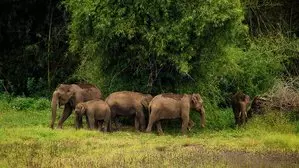 प्रियंका गांधी ने Wayanad में जंगली जानवरों के बढ़ते हमलों की ओर इशारा किया प्रियंका गांधी ने Wayanad में जंगली जानवरों के बढ़ते हमलों की ओर इशारा किया