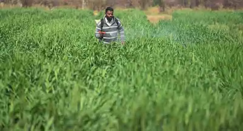 Ludhiana: बारिश से चिंतित किसानों के चेहरे पर खुशी लौटी Ludhiana: बारिश से चिंतित किसानों के चेहरे पर खुशी लौटी