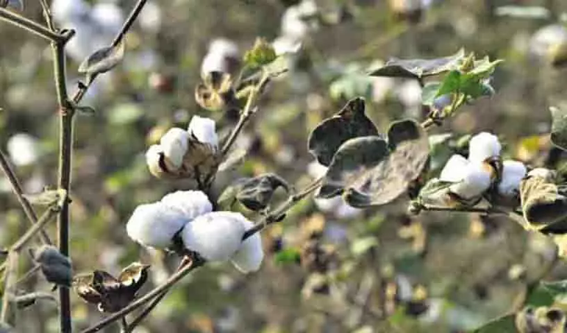 Adilabad में कपास खरीद पर प्रतिबंध से किसान परेशान Adilabad में कपास खरीद पर प्रतिबंध से किसान परेशान