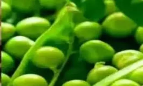Jharkhand: एक मटर ने ले ली मासूम बच्चे की जान