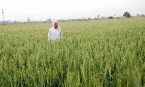 Haryana : बारिश से किसानों को राहत गेहूं की फसल की संभावना बढ़ी
