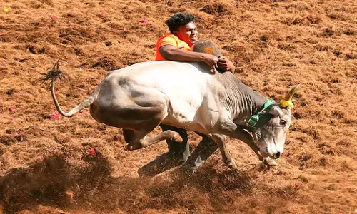 Tamil Nadu: मदुरै में बैल मालिकों ने जल्लीकट्टू की उपयुक्तता पर स्पष्टता की मांग की Tamil Nadu: मदुरै में बैल मालिकों ने जल्लीकट्टू की उपयुक्तता पर स्पष्टता की मांग की