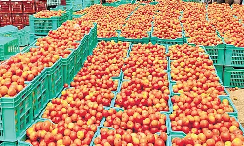 Andhra: आंध्र प्रदेश के कुछ हिस्सों में टमाटर 3 रुपये प्रति किलोग्राम पर