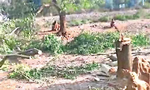 Odisha: जंगल की माँ के लिए आँसू