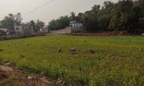 बंदरों के आतंक से किसानों को डीसी का दरवाजा खटखटाना पड़ा