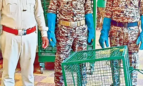 Odisha: अधिकारियों ने हनी बेजर को बचाया Odisha: अधिकारियों ने हनी बेजर को बचाया