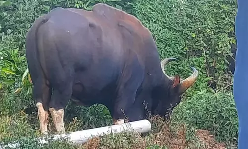 Kerala: मुन्नार शहर में विशाल जंगली भैंसा