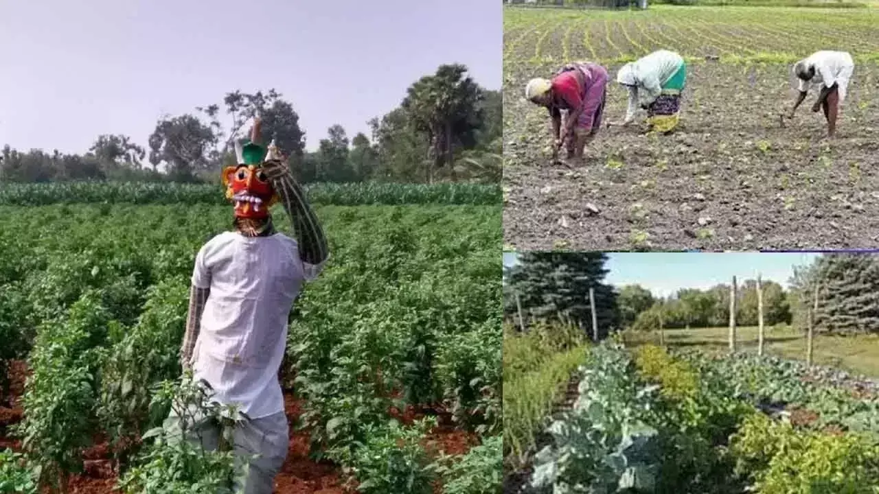 Telangana :  प्रकृति की ओर सतत बदलाव तेलंगाना में जैविक खेती का पुनरुद्धार