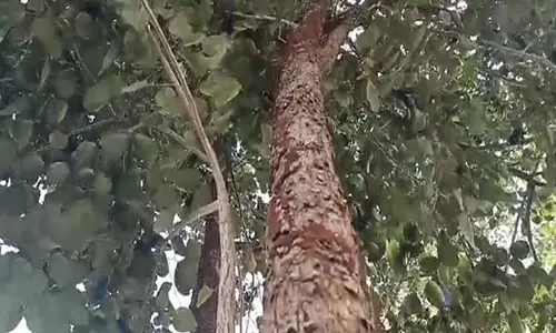 Odisha के लाल चंदन के जंगल ने 33 सालों में हजारों पेड़ खो दिए Odisha के लाल चंदन के जंगल ने 33 सालों में हजारों पेड़ खो दिए