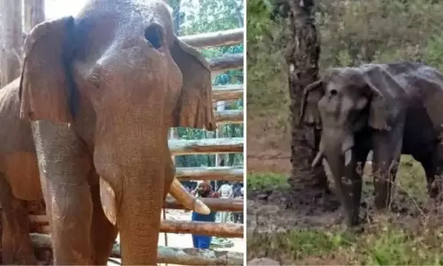 सिर पर चोट लगने से गैंडे के मस्तिष्क में संक्रमण; प्रारंभिक पोस्टमार्टम रिपोर्ट जारी सिर पर चोट लगने से गैंडे के मस्तिष्क में संक्रमण; प्रारंभिक पोस्टमार्टम रिपोर्ट जारी