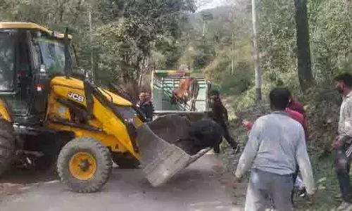Kangra घाटी के बैल और बैल आज दयनीय जीवन जी रहे Kangra घाटी के बैल और बैल आज दयनीय जीवन जी रहे