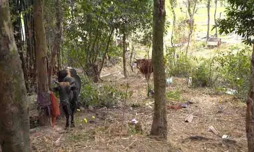 Palampur में आवारा पशुओं को लेकर किसानों और कार्यकर्ताओं में टकराव