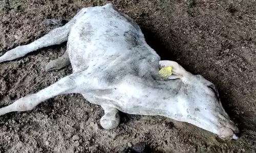 Damoh के गौशाला में दो गाय की मौत, कई बीमार Damoh के गौशाला में दो गाय की मौत, कई बीमार
