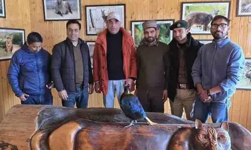 Manali village में युवाओं ने घायल मोनाल को बचाया