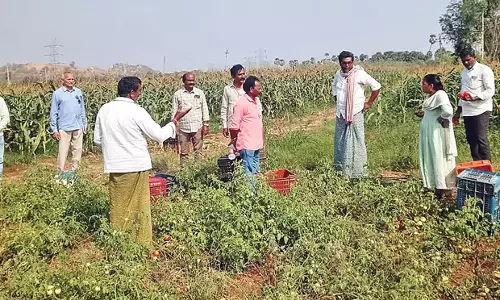 Andhra: सरकार टमाटर किसानों का समर्थन करती Andhra: सरकार टमाटर किसानों का समर्थन करती