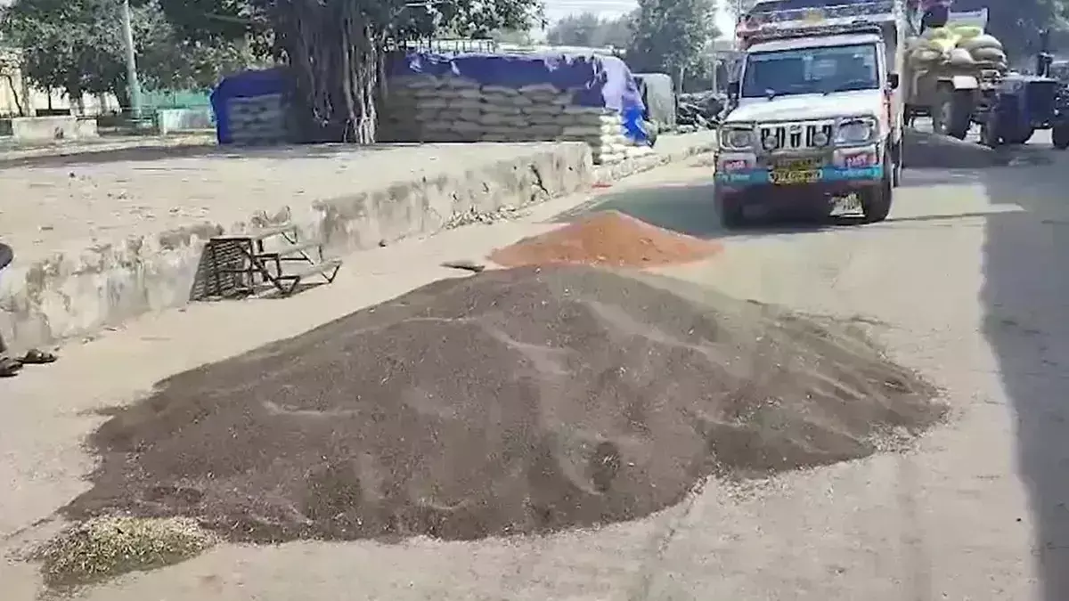 Karoli: नमी से नई सरसों के नरम हो रहे भाव