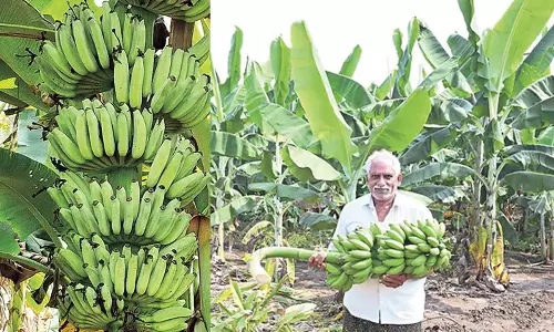 Andhra: किसान शिवराम रेड्डी केले की खेती में महारत हासिल कर रहे Andhra: किसान शिवराम रेड्डी केले की खेती में महारत हासिल कर रहे