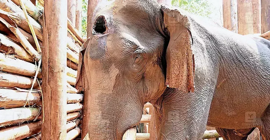 Kerala : कोडानाडु में हाथी का शव परीक्षण हृदय गति रुकने से हुई Kerala : कोडानाडु में हाथी का शव परीक्षण हृदय गति रुकने से हुई