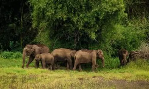 प्रियंका गांधी ने Wayanad में जंगली जानवरों के बढ़ते हमलों की ओर इशारा किया