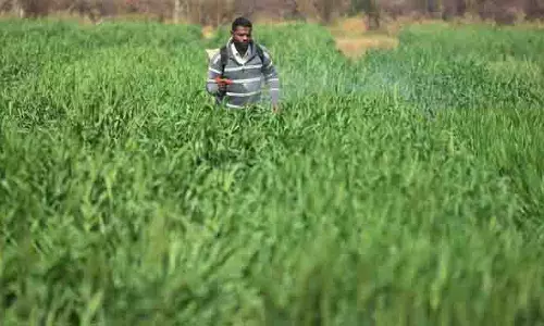 Ludhiana: बारिश से चिंतित किसानों के चेहरे पर खुशी लौटी Ludhiana: बारिश से चिंतित किसानों के चेहरे पर खुशी लौटी