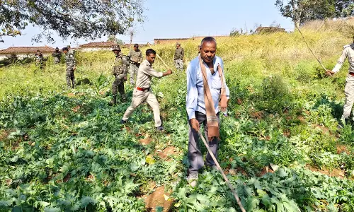 Palamu: पुलिस ने पांकी में अवैध अफीम की खेती को किया नष्ट