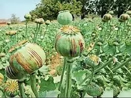 Jharkhand: 19,000 एकड़ अफीम की फसल नष्ट की गई; 190 लोग गिरफ्तार Jharkhand: 19,000 एकड़ अफीम की फसल नष्ट की गई; 190 लोग गिरफ्तार