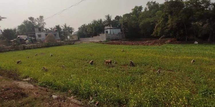 बंदरों के आतंक से किसानों को डीसी का दरवाजा खटखटाना पड़ा बंदरों के आतंक से किसानों को डीसी का दरवाजा खटखटाना पड़ा