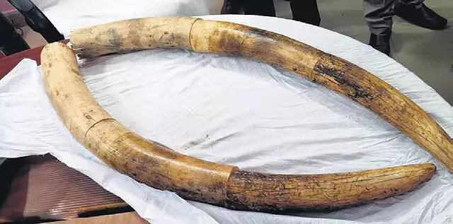 Tamil Nadu: हाथी के दांत जब्त 1 व्यक्ति गिरफ्तार Tamil Nadu: हाथी के दांत जब्त 1 व्यक्ति गिरफ्तार