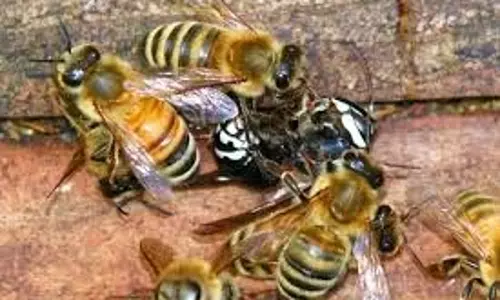MP News: भेड़ चरा रहे लोगों पर अचानक मधुमक्खियों ने किया हमला, पांच की हालत गंभीर