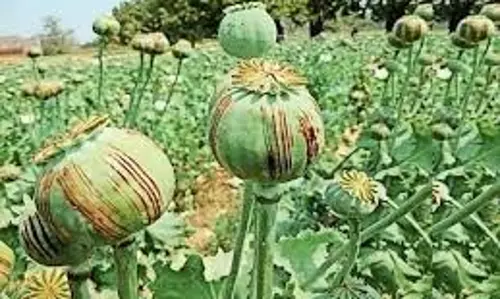 Jharkhand:  19,000 एकड़ अफीम की फसल नष्ट की गई; 190 लोग गिरफ्तार