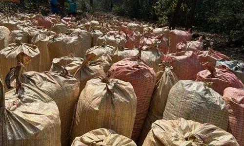कंधमाल में पुलिस ने 10 टन से अधिक मारिजुआना जब्त किया