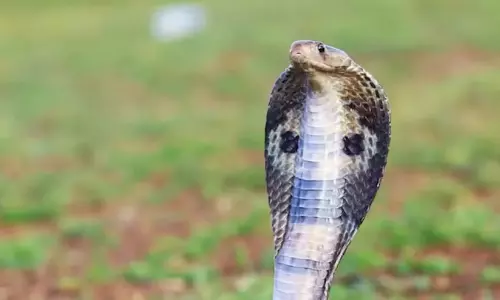 Kerala : जोस के. मणि की बेटी को साँप ने काट लिया Kerala : जोस के. मणि की बेटी को साँप ने काट लिया