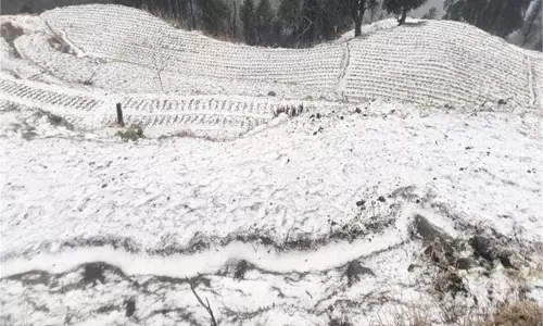 Sirmaur: ओलावृष्टि से फसलों को नुकसान