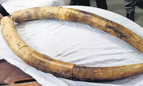 Tamil Nadu: हाथी के दांत जब्त 1 व्यक्ति गिरफ्तार Tamil Nadu: हाथी के दांत जब्त 1 व्यक्ति गिरफ्तार