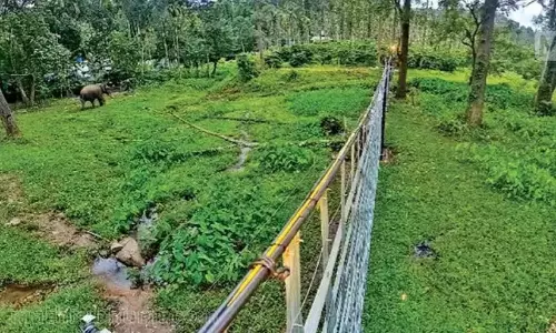 वन विभाग की नई अनुबंध प्रणाली: आदिवासियों की भागीदारी कम हो गई