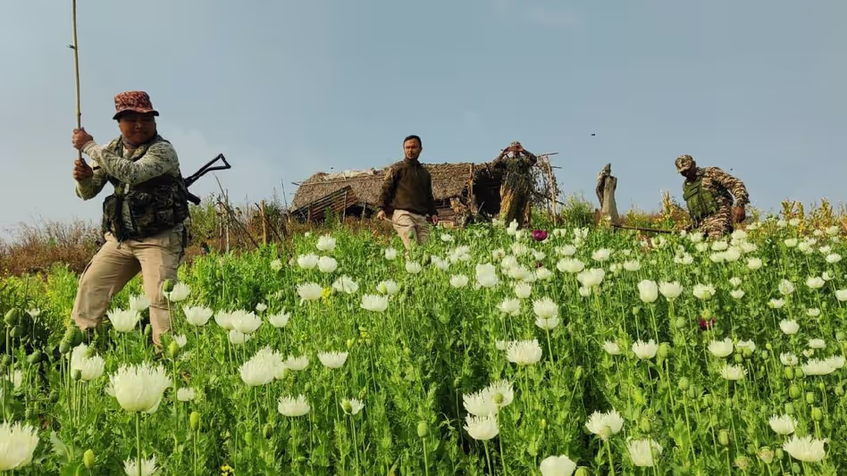 Manipur सुरक्षा बलों ने कांगपोकपी में 4 एकड़ अवैध अफीम की खेती नष्ट की Manipur सुरक्षा बलों ने कांगपोकपी में 4 एकड़ अवैध अफीम की खेती नष्ट की