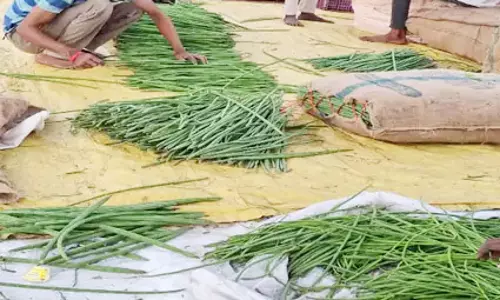 मुनगा की डिमांड ज्यादा, प्रति किलो 50 रुपए