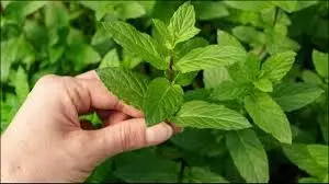 Health: तुलसी के पत्तों के औषधीय गुण Health: तुलसी के पत्तों के औषधीय गुण