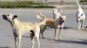 UP News: आवारा कुत्तों के आतंक ने 24 लोगों को काटा, लोगों ने पीट-पीटकर मार डाला UP News: आवारा कुत्तों के आतंक ने 24 लोगों को काटा, लोगों ने पीट-पीटकर मार डाला
