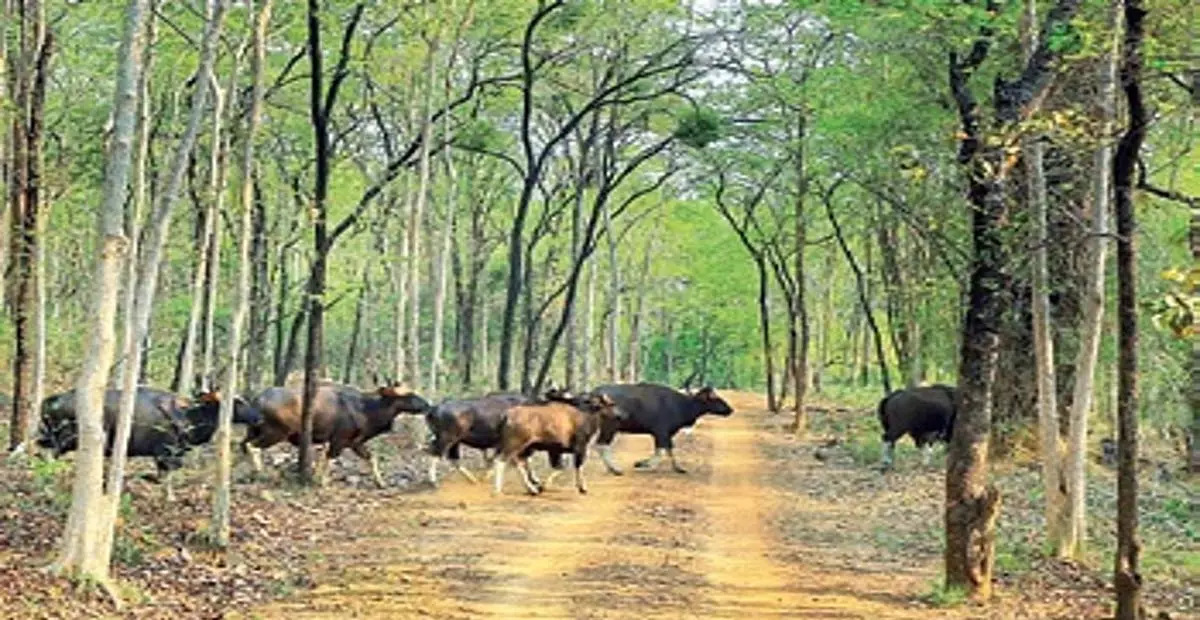 Bhubaneswar: ओडिशा सरकार सतकोसिया तक एआई कैमरा निगरानी का विस्तार करेगी Bhubaneswar: ओडिशा सरकार सतकोसिया तक एआई कैमरा निगरानी का विस्तार करेगी