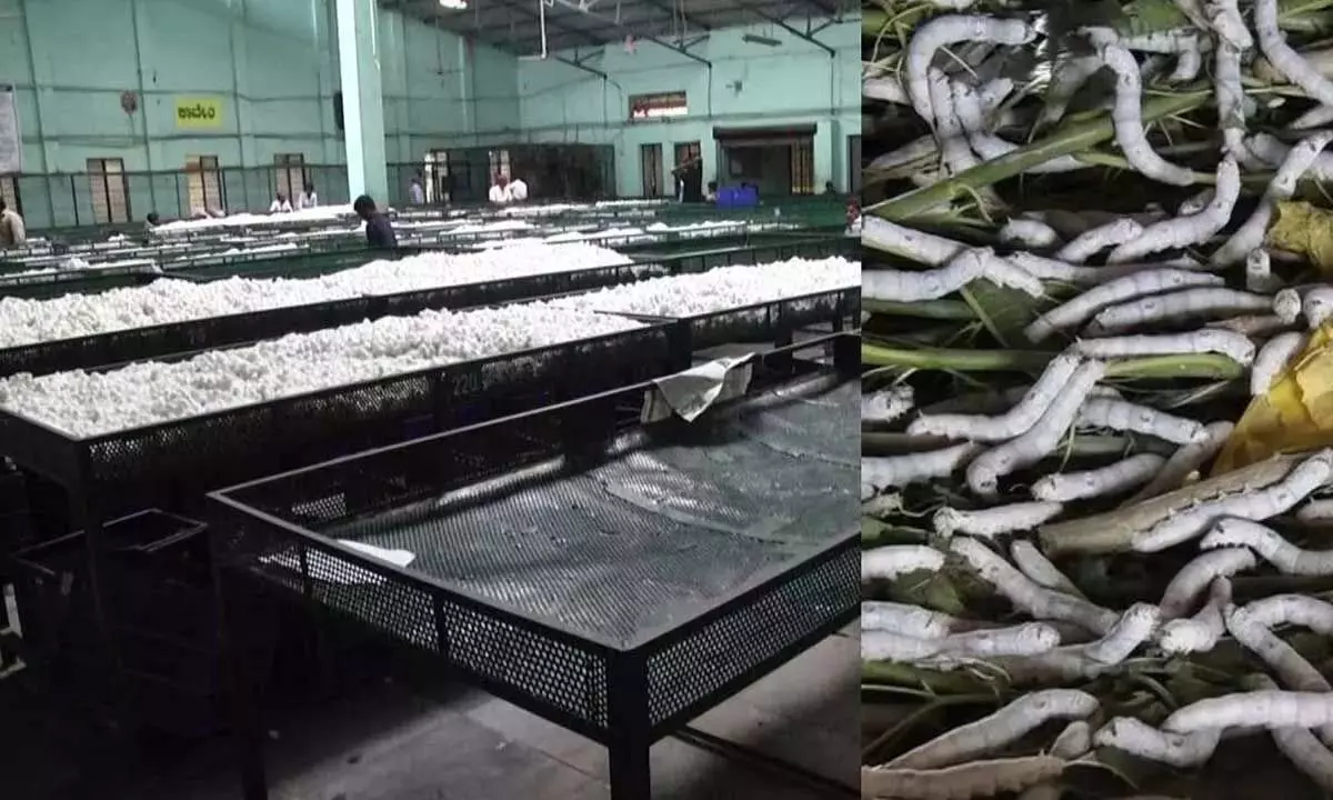 Karnataka: प्रतिकूल मौसम-बीमारियों के कारण रेशम उत्पादक खेती छोड़ रहे Karnataka: प्रतिकूल मौसम-बीमारियों के कारण रेशम उत्पादक खेती छोड़ रहे