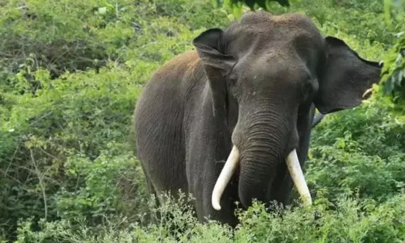 Kerala : आदिवासियों ने अरलम फार्म पर विशाल विरोध प्रदर्शन किया Kerala : आदिवासियों ने अरलम फार्म पर विशाल विरोध प्रदर्शन किया